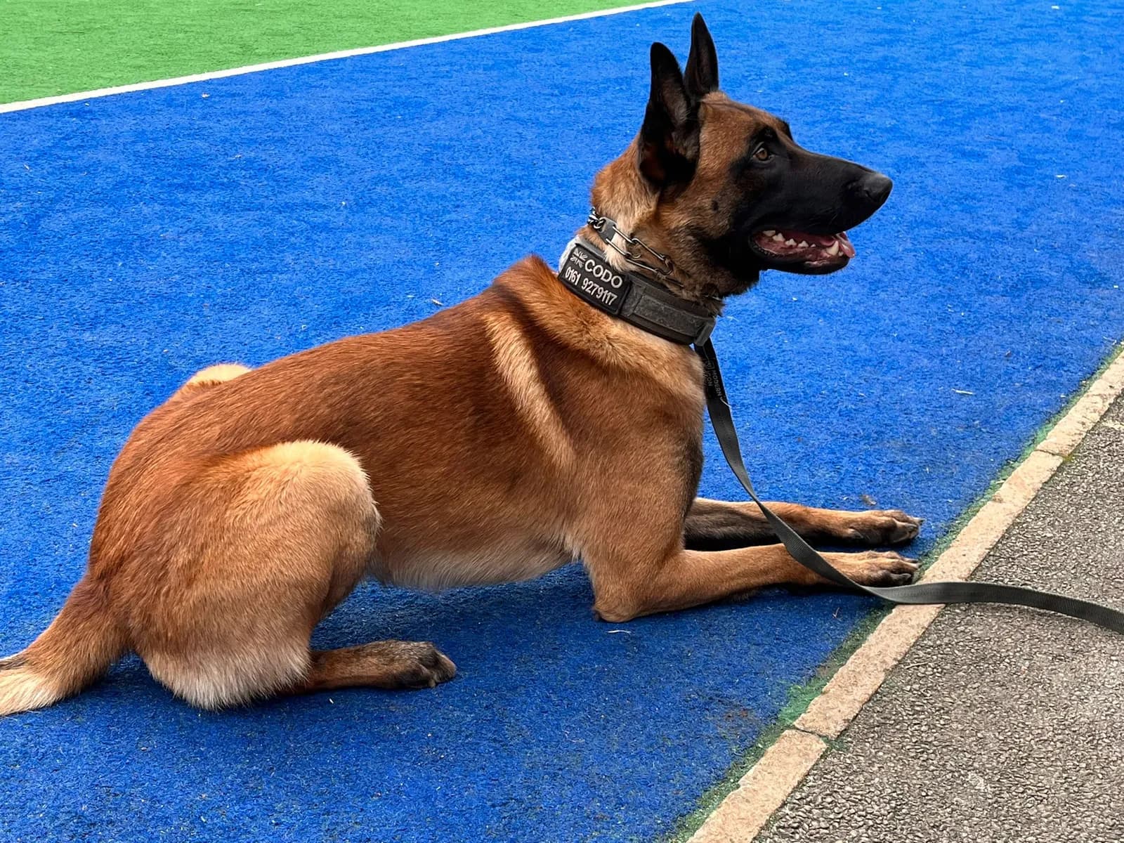 Codo, C litter puppy