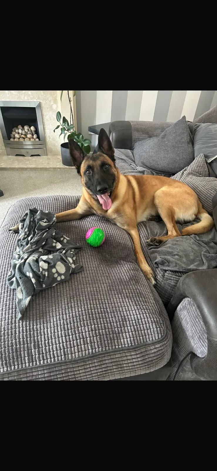 Loki, C litter puppy, photo 6