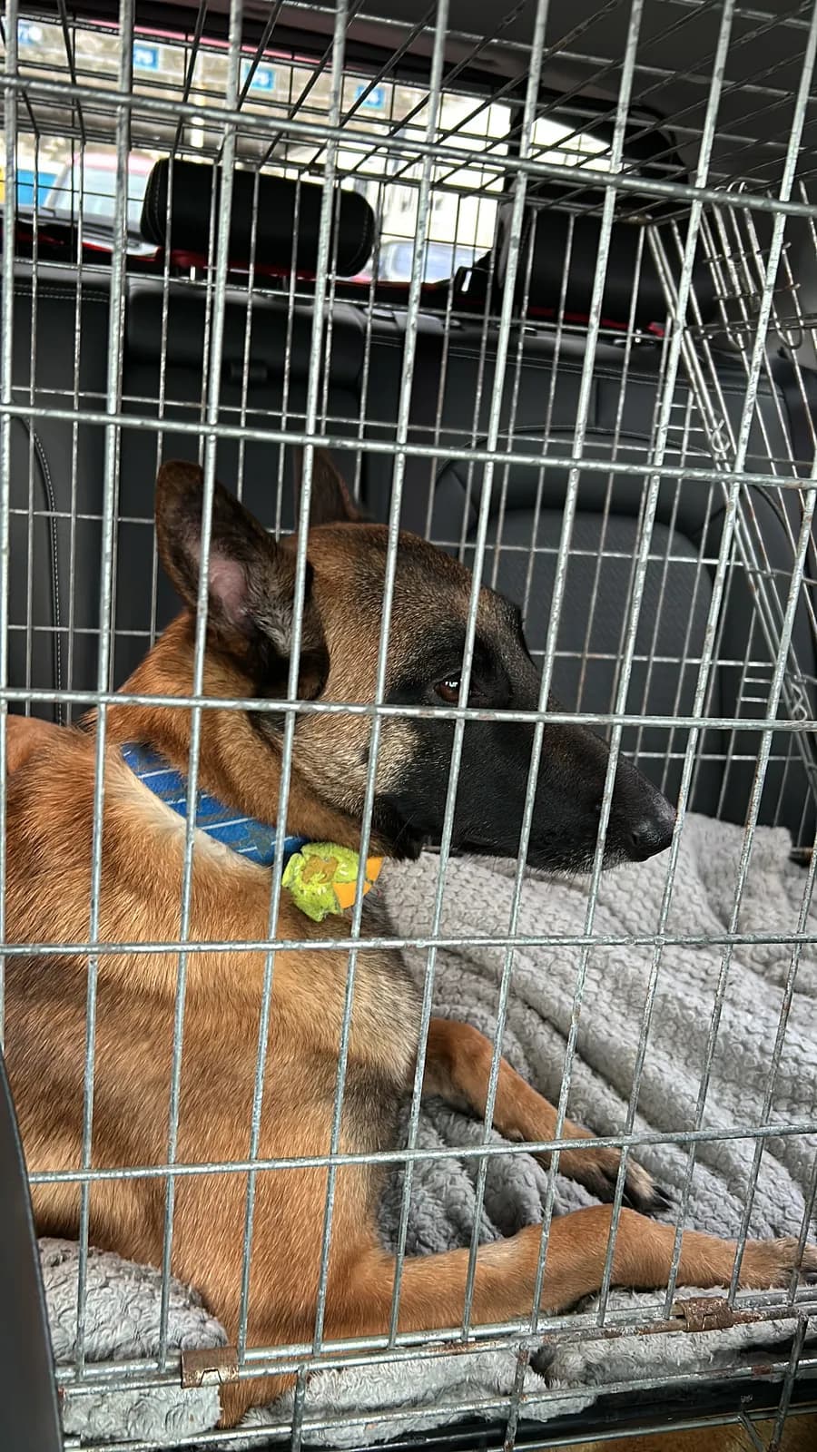 Daf, D litter puppy, photo 2