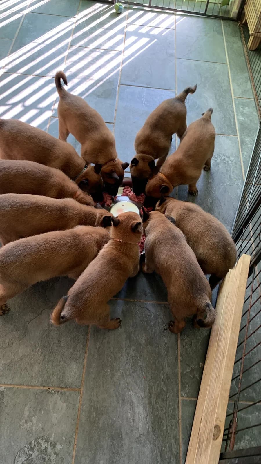 D litter, AnkerCanis, photo 3