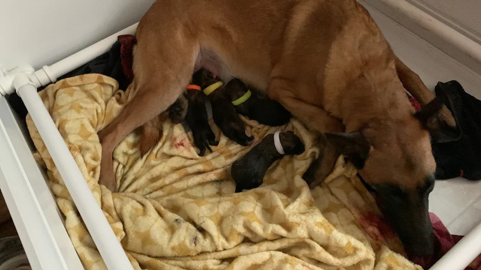 D litter, AnkerCanis, photo 4