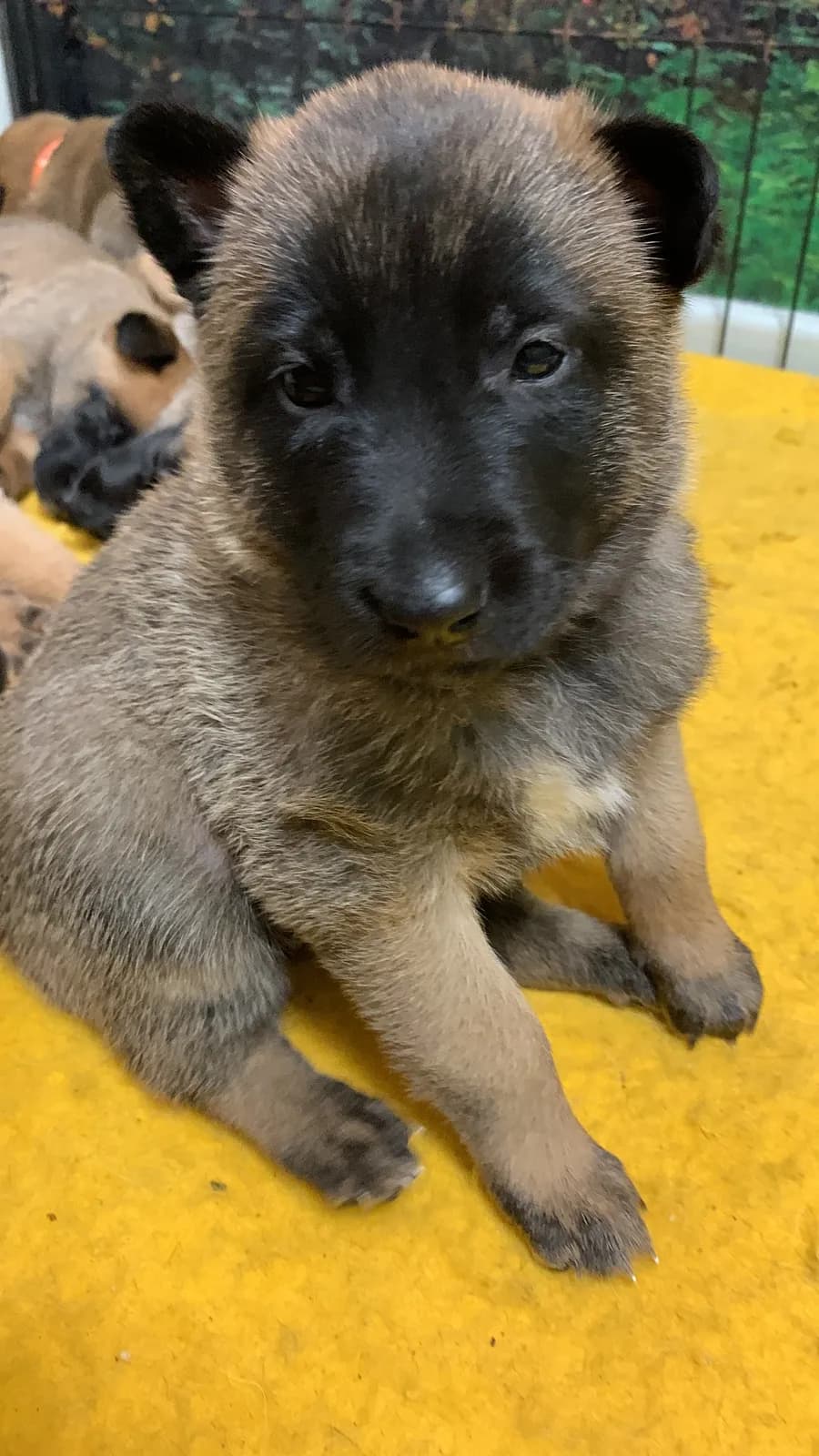 D litter, AnkerCanis, photo 5