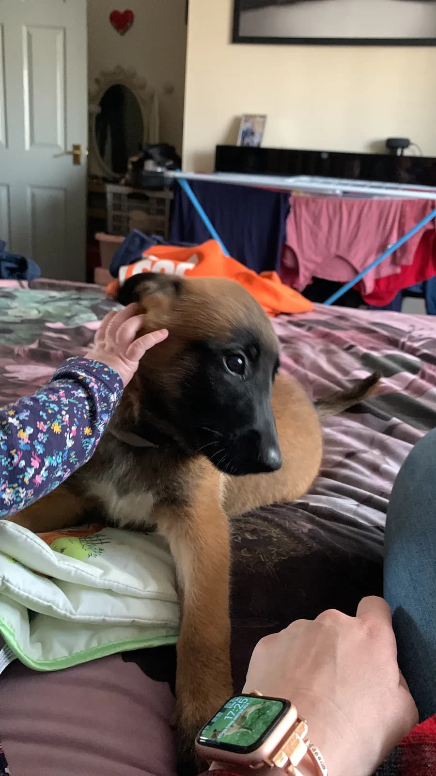 D litter, AnkerCanis, photo 6