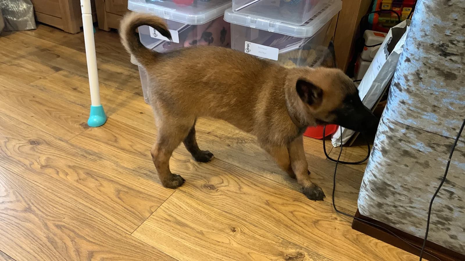 D litter, AnkerCanis, photo 7