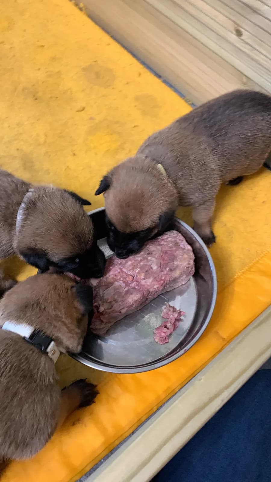 D litter, AnkerCanis, photo 8