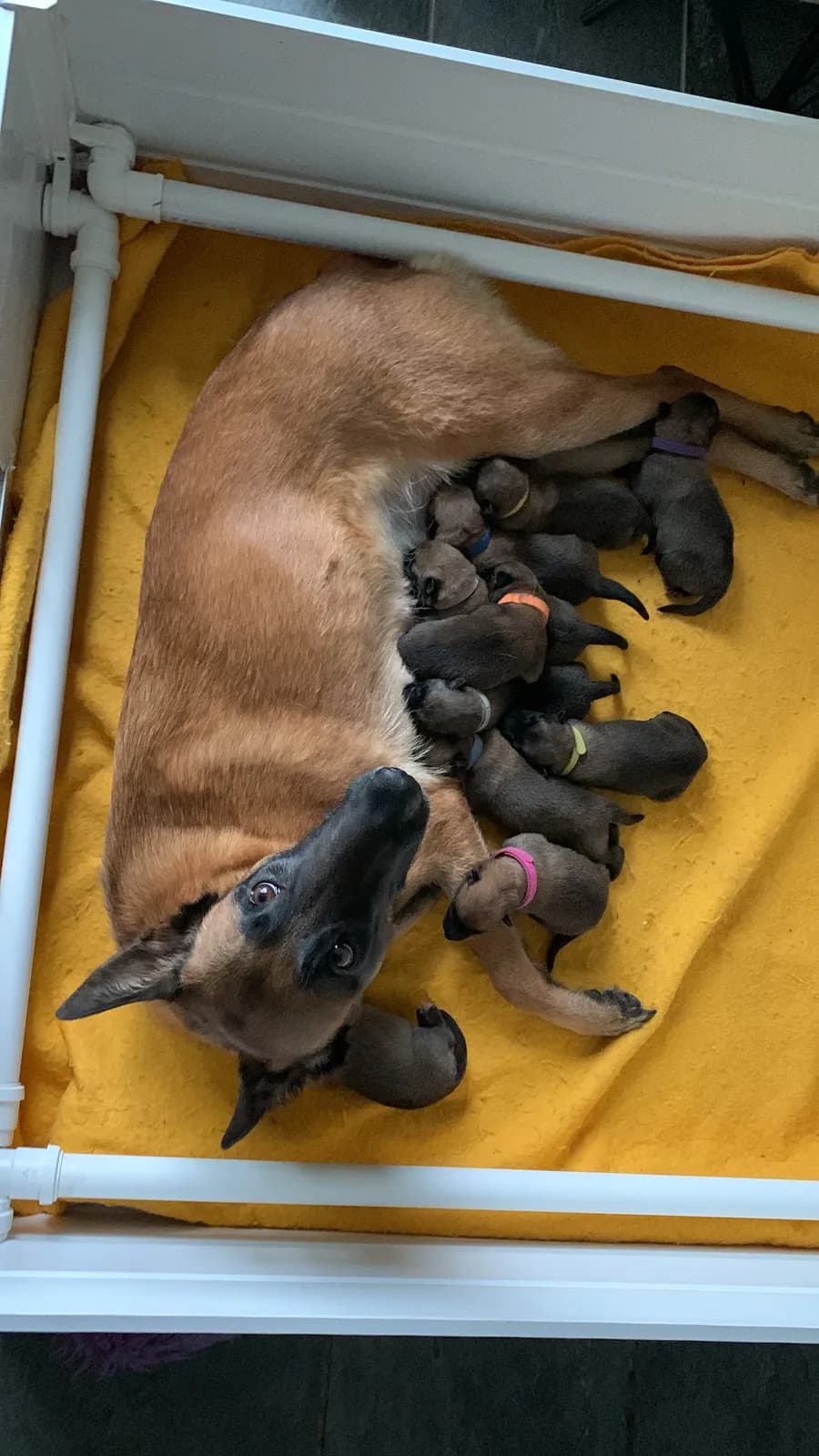 D litter, AnkerCanis, photo 9