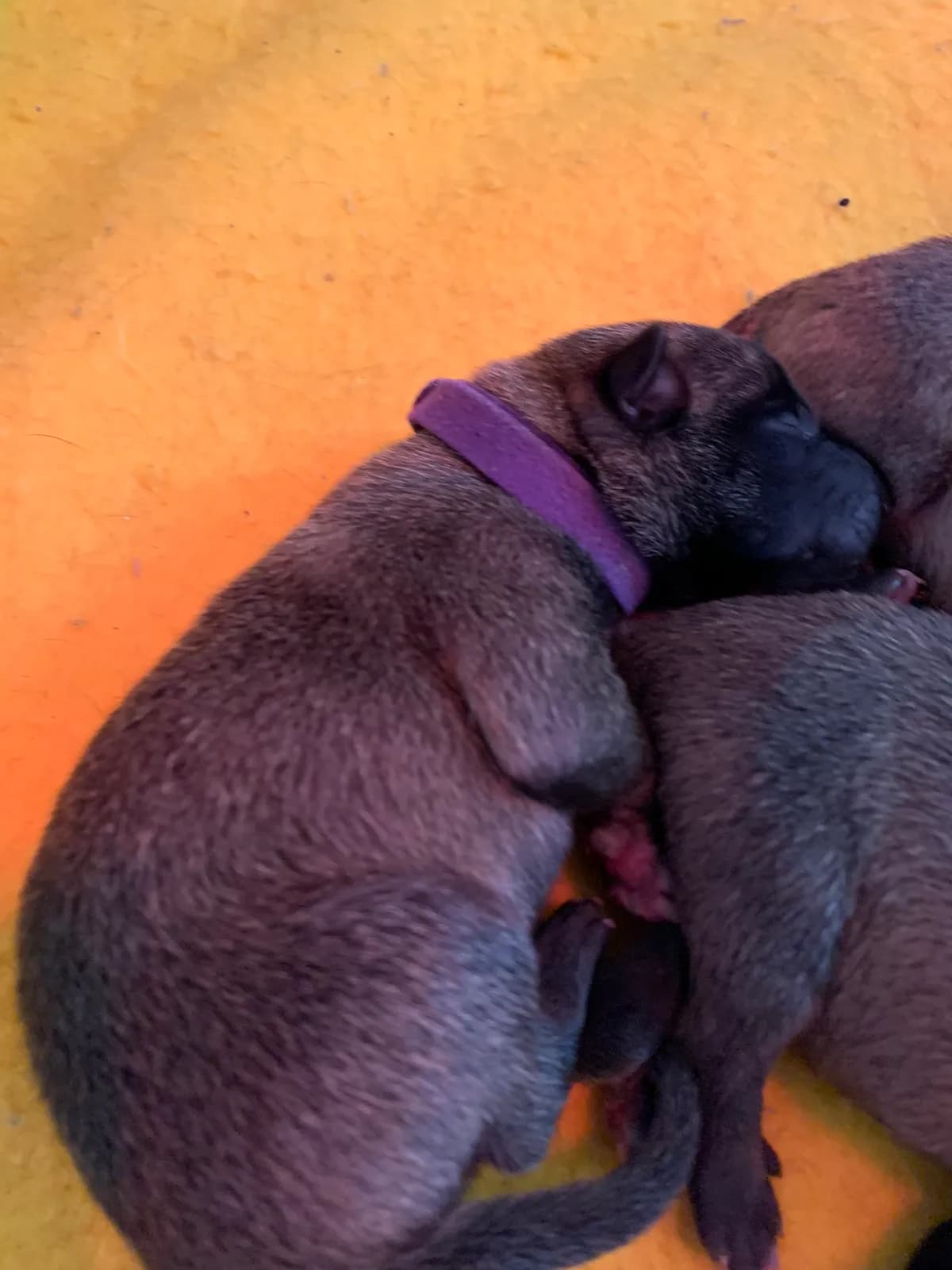 D litter, AnkerCanis, photo 11