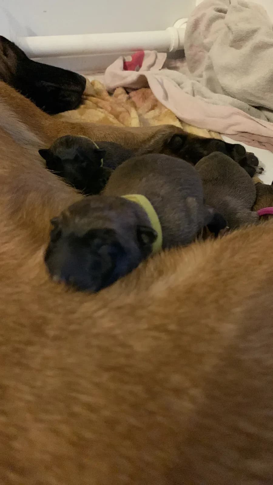 D litter, AnkerCanis, photo 13
