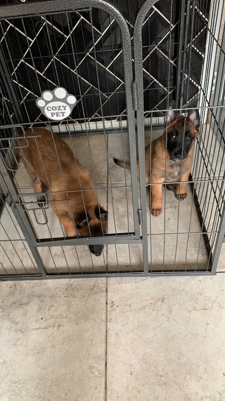 D litter, AnkerCanis, photo 16