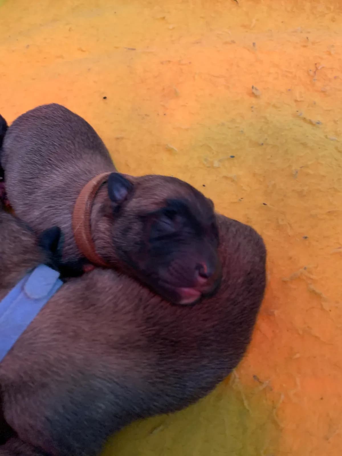 D litter, AnkerCanis, photo 17