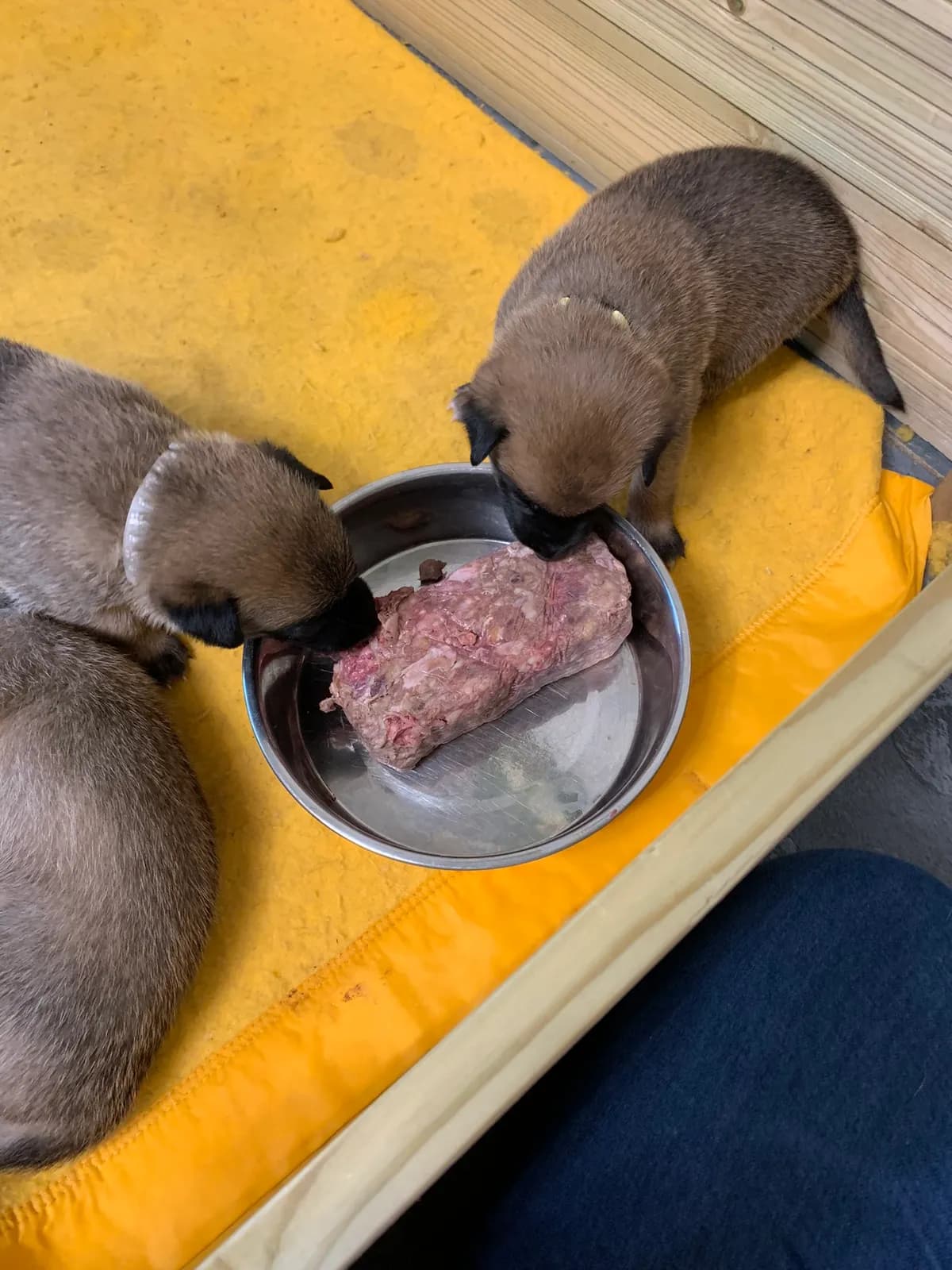 D litter, AnkerCanis, photo 19