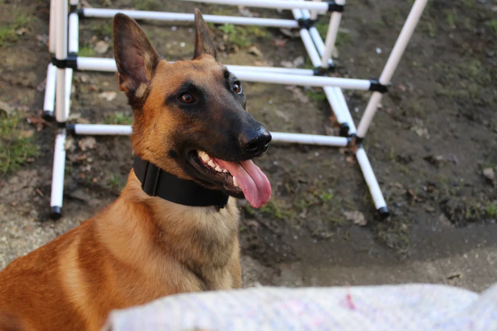 Tyr, E litter puppy, photo 2