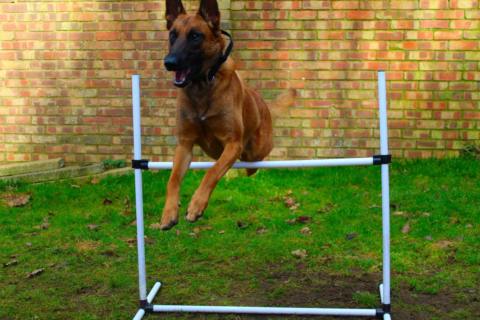 Tyr, E litter puppy, photo 6