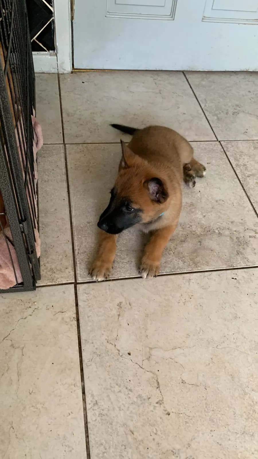Colt, E litter puppy, photo 3