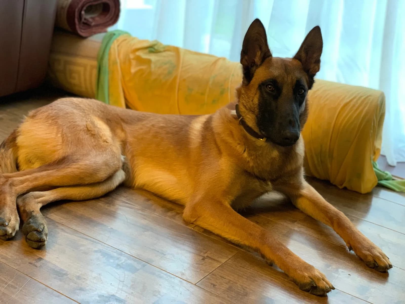 Kai, E litter puppy, photo 2
