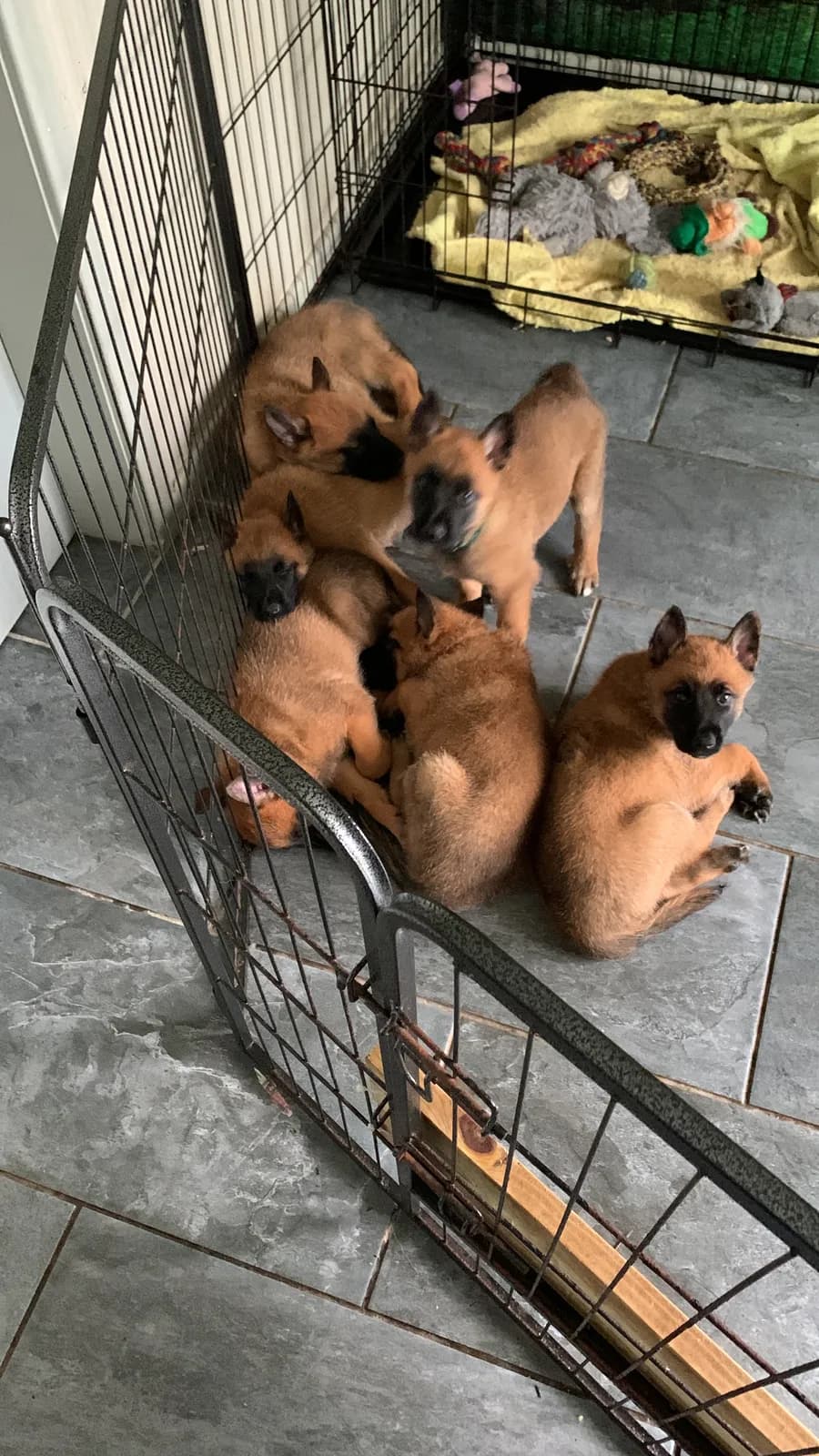 E litter, AnkerCanis, photo 2