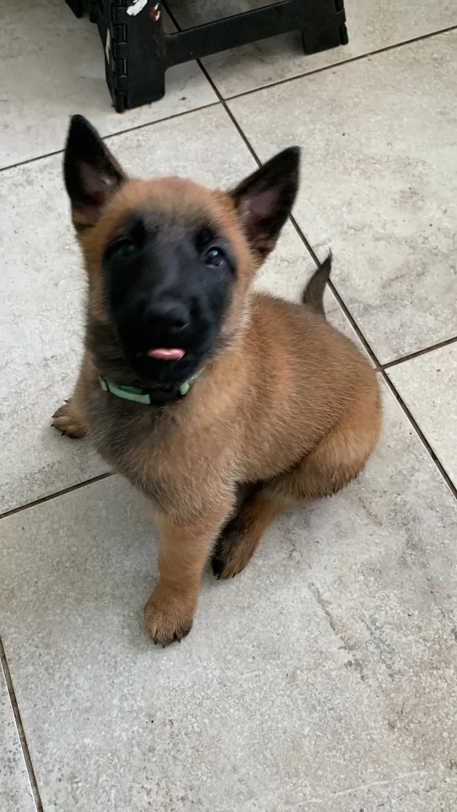 E litter, AnkerCanis, photo 4