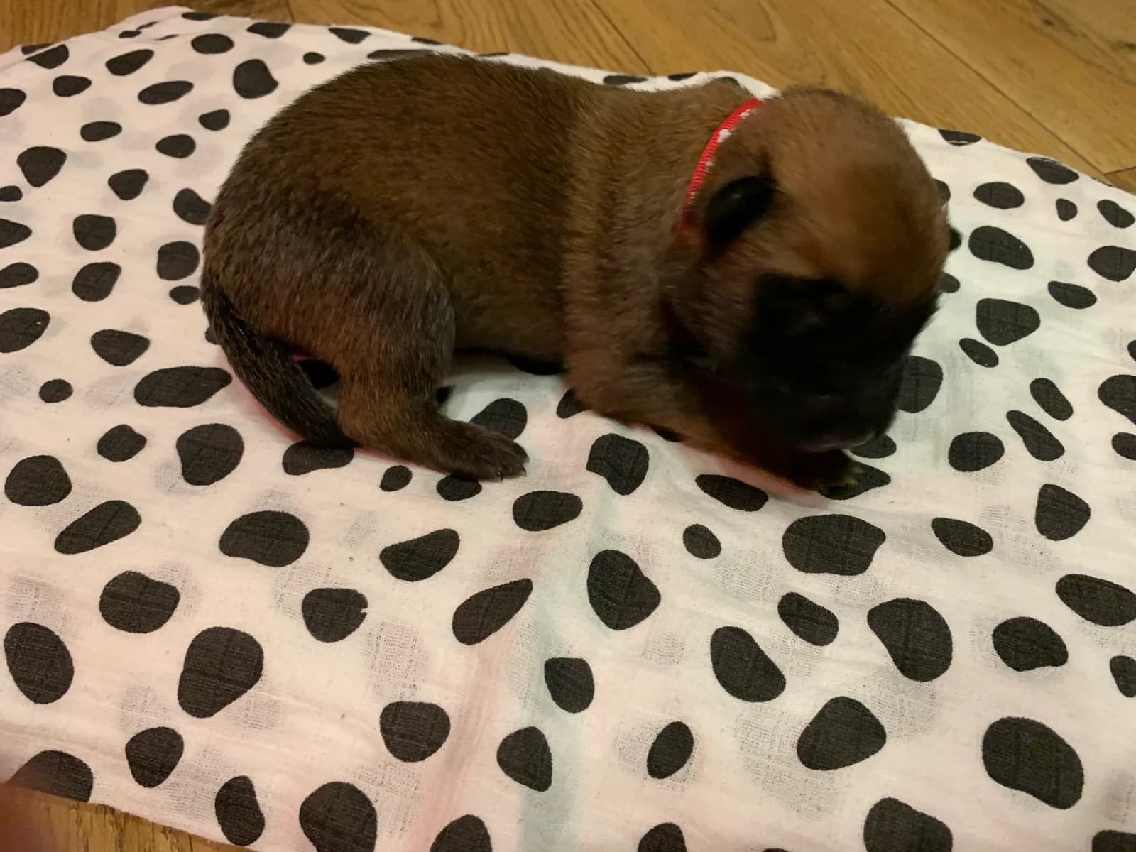 E litter, AnkerCanis, photo 9
