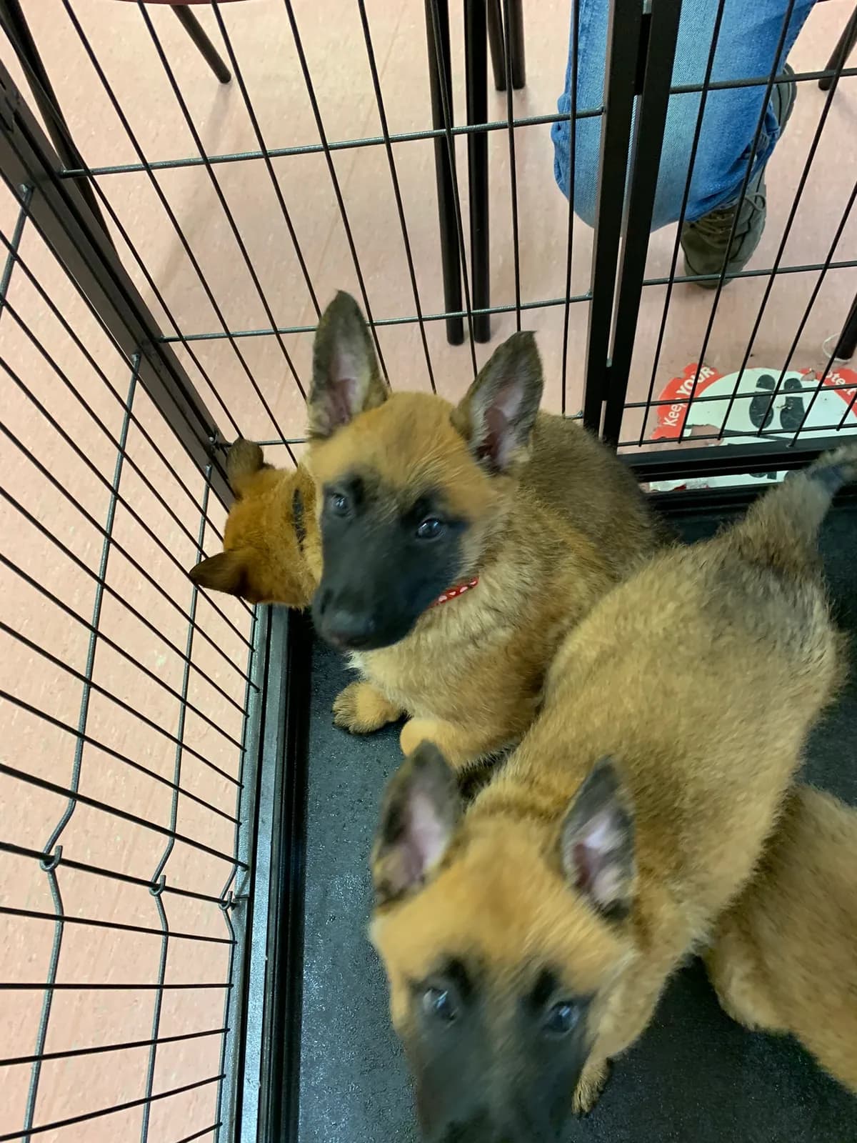 E litter, AnkerCanis, photo 12