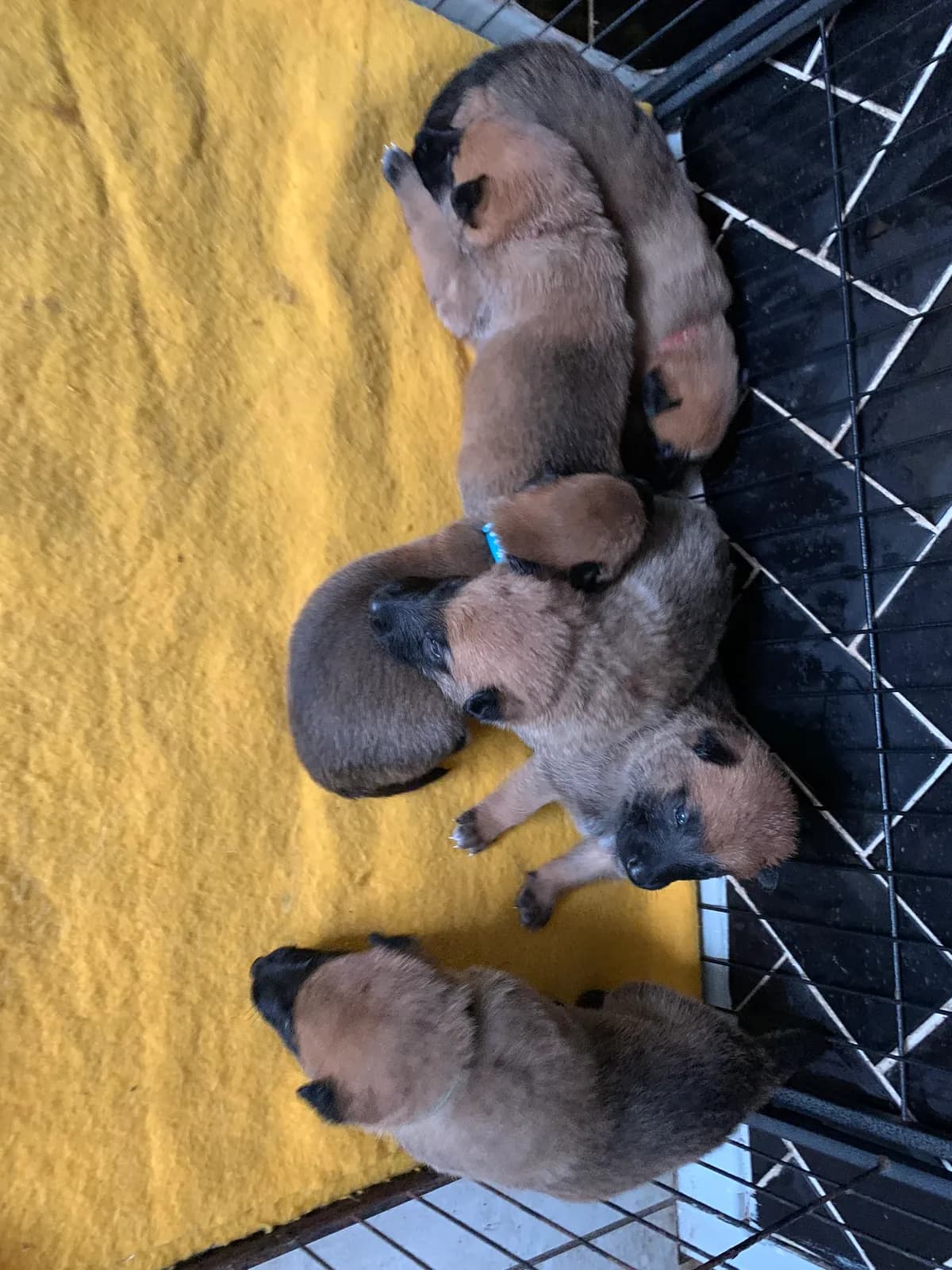 E litter, AnkerCanis, photo 14