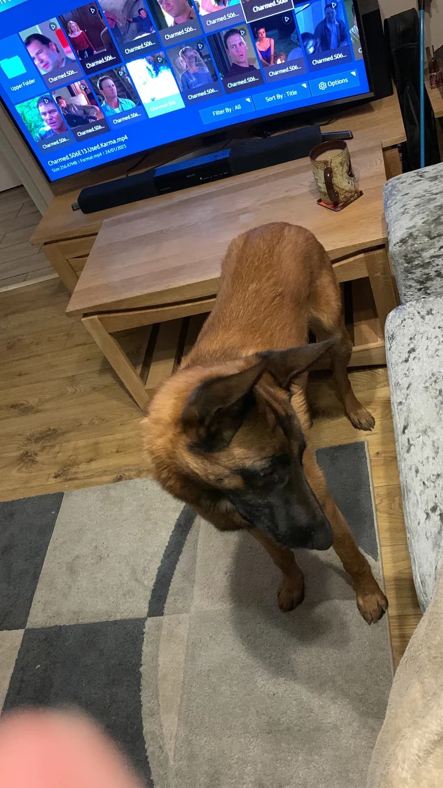 Merlin, F litter puppy, photo 4