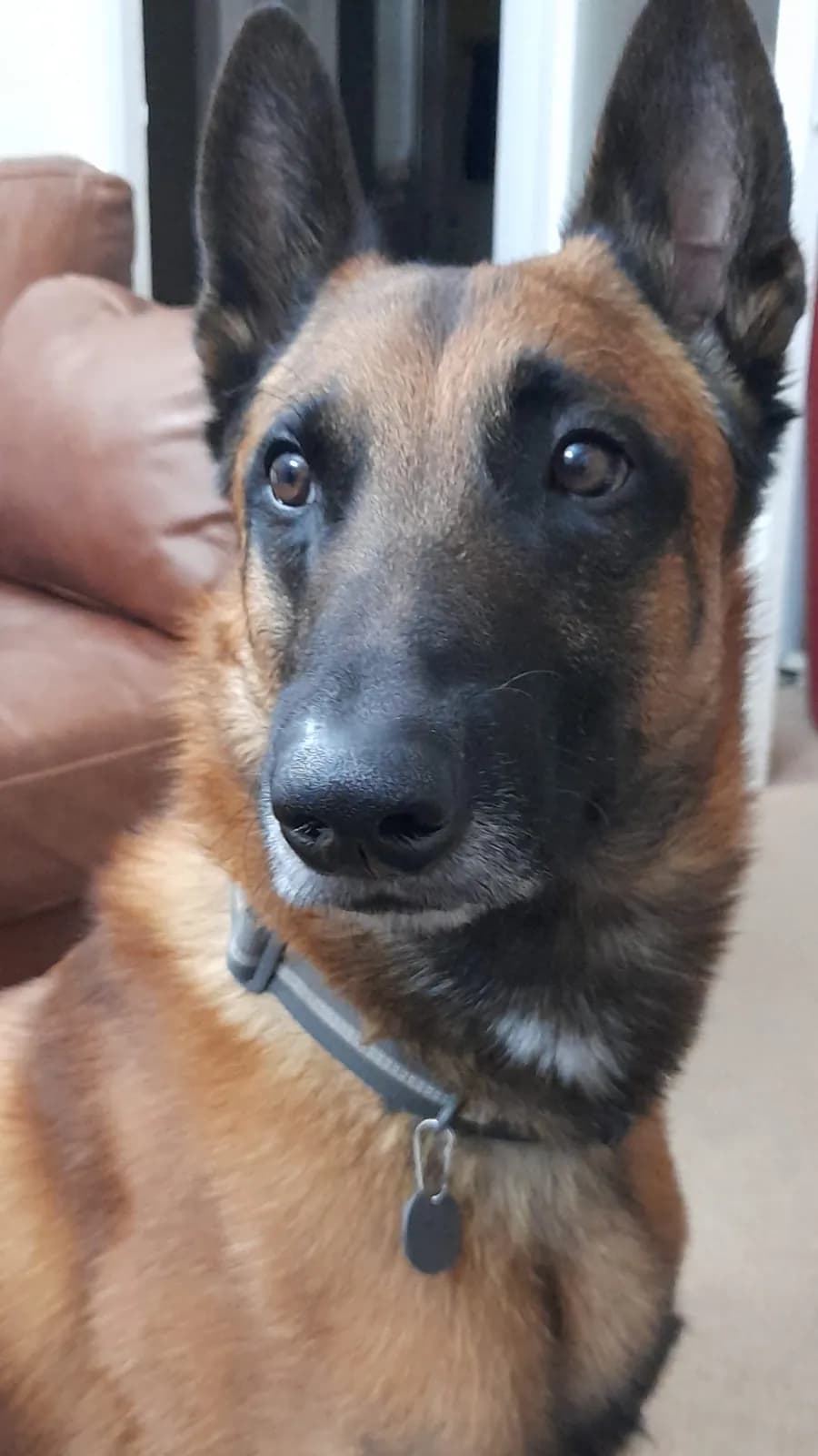 Merlin, F litter puppy, photo 5