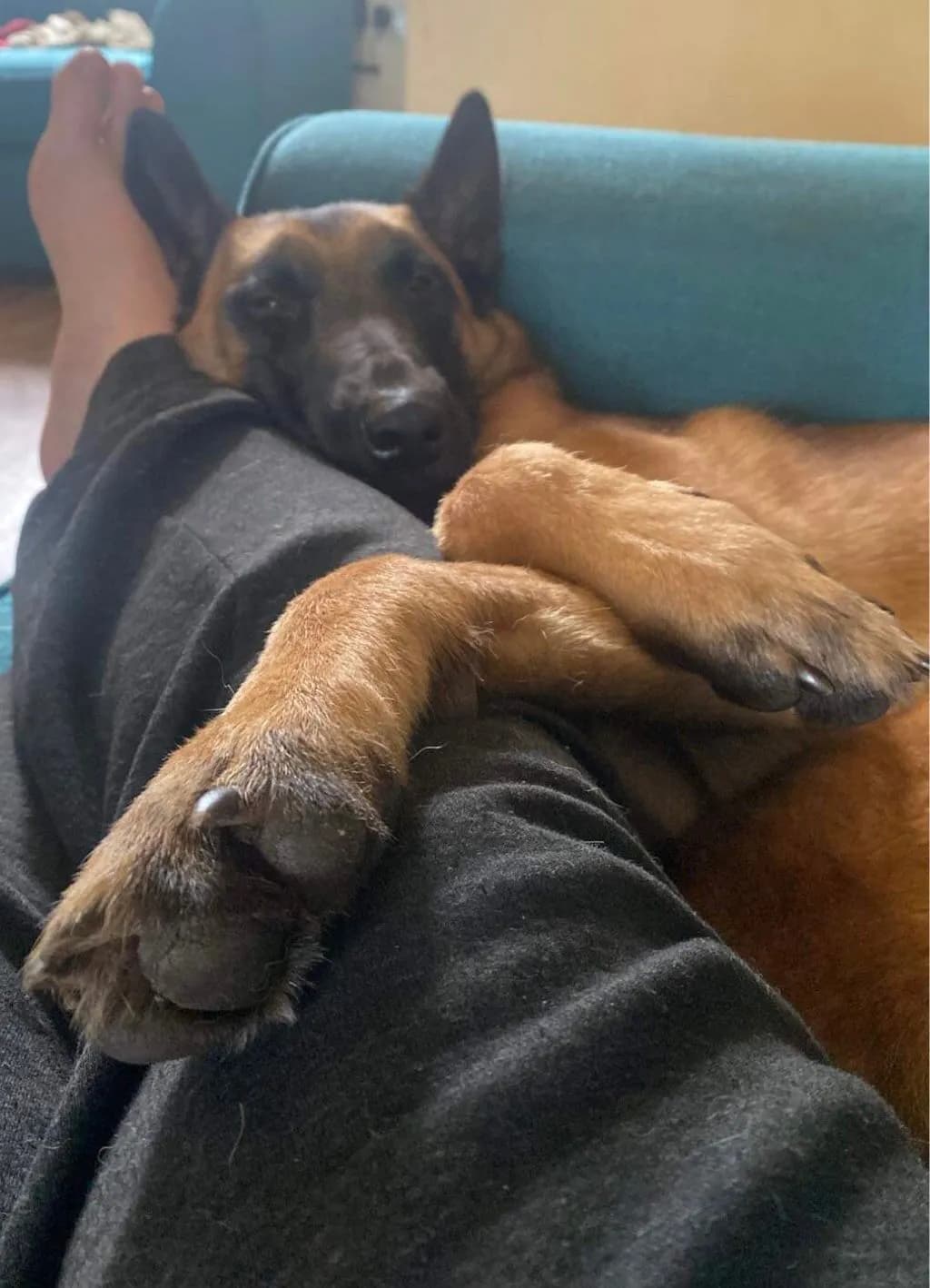 Sabre, F litter puppy, photo 2