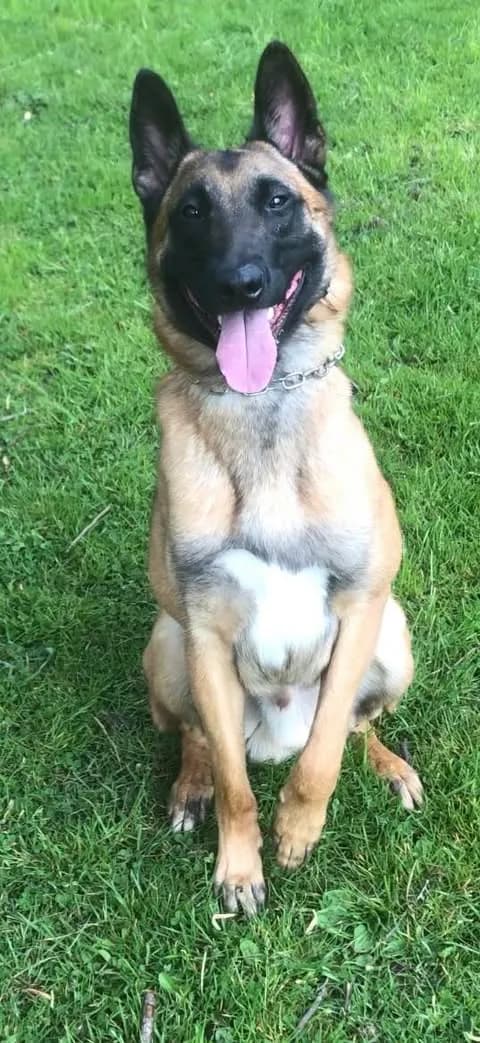 Sabre, F litter puppy, photo 3