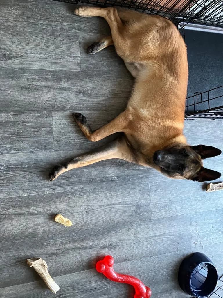 Dave, F litter puppy