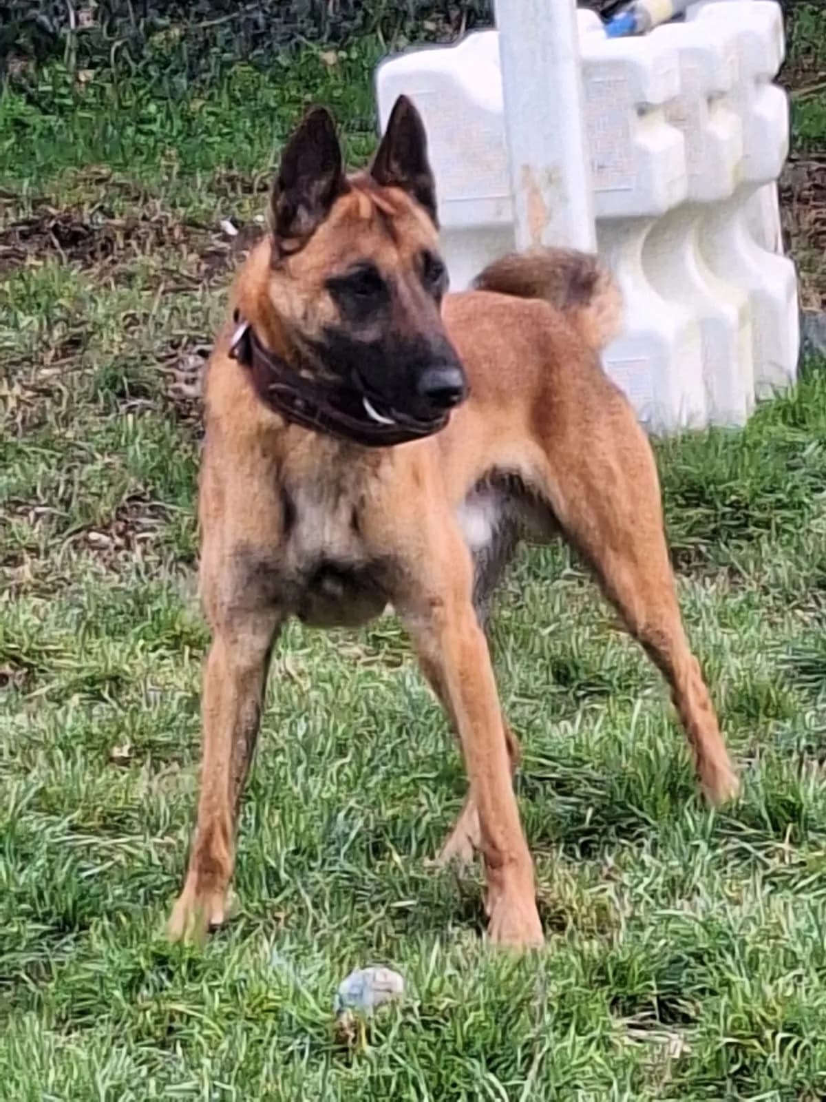 Dave, F litter puppy, photo 3