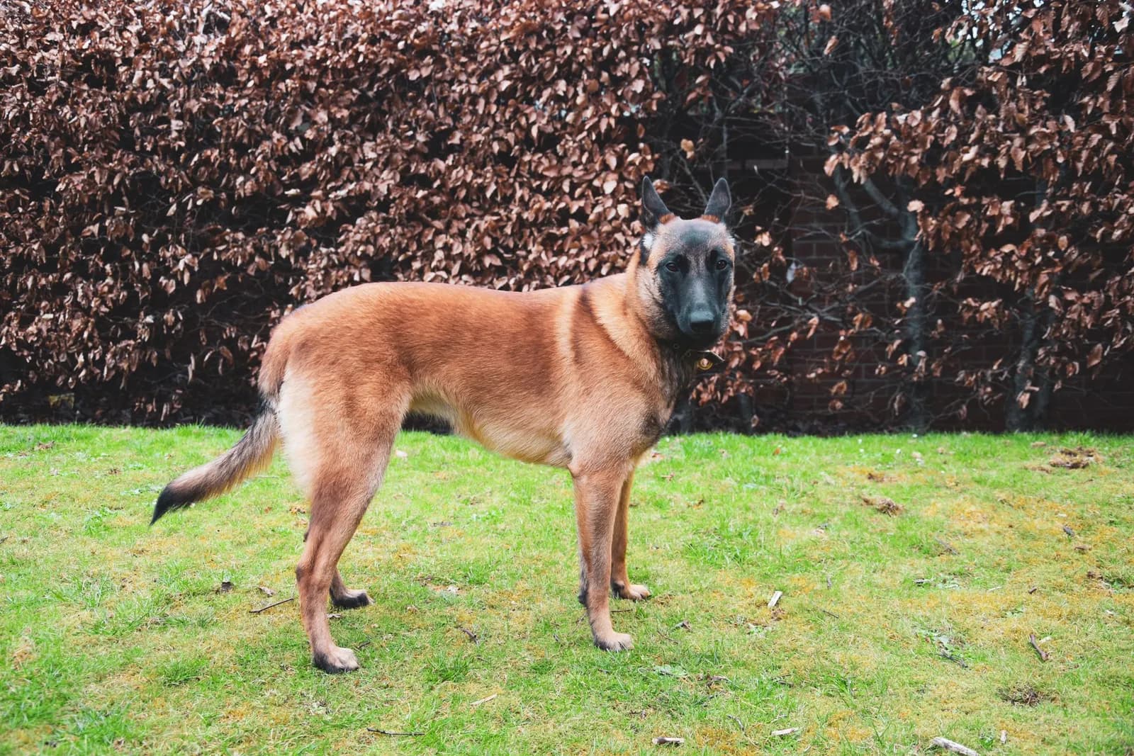 Koda, F litter puppy, photo 2