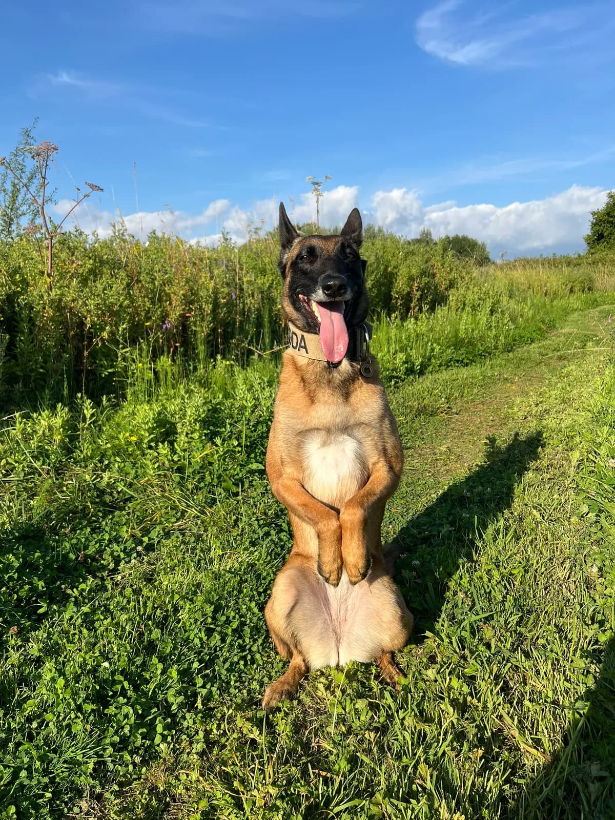 Koda, F litter puppy, photo 4