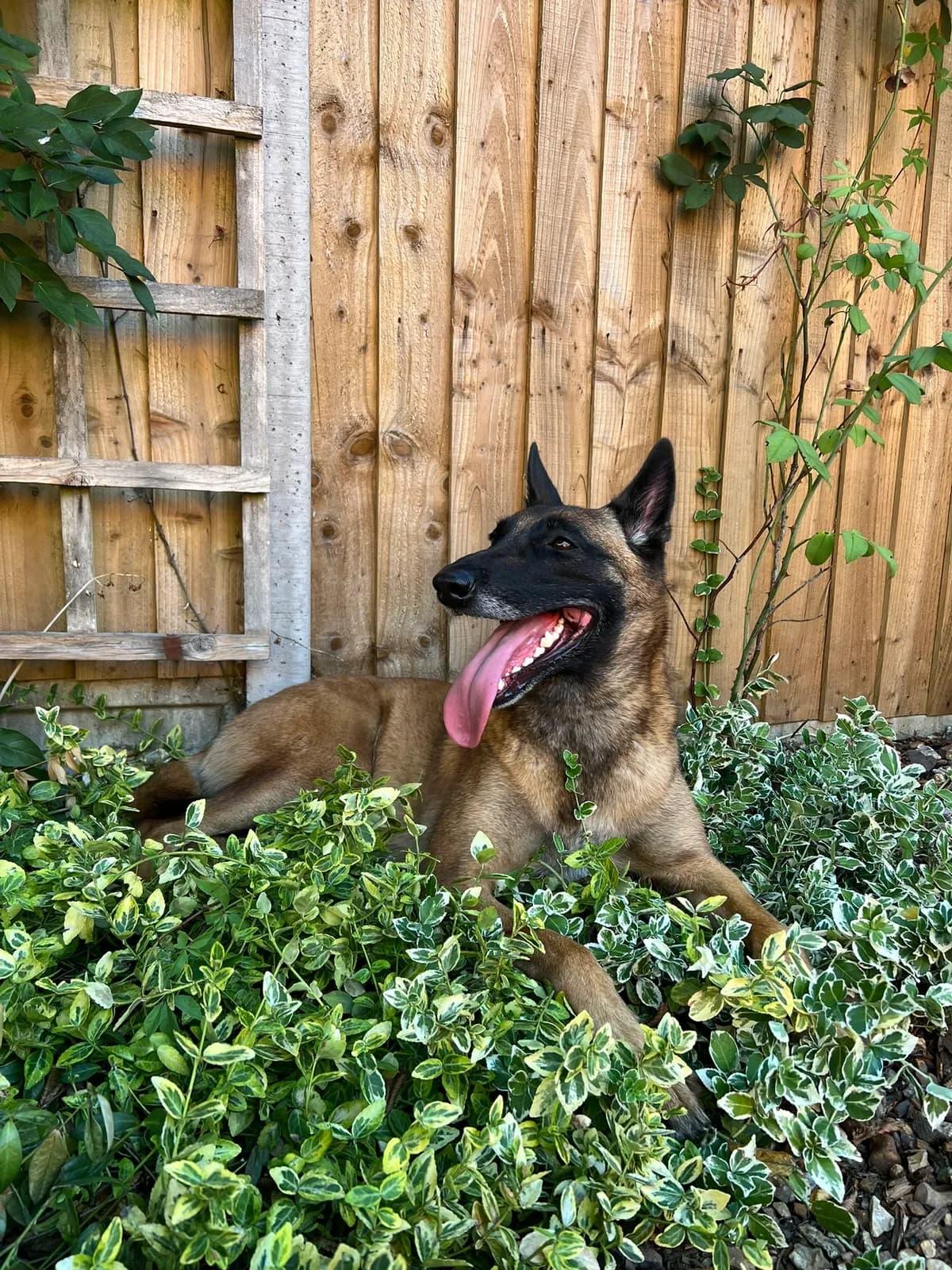 Koda, F litter puppy, photo 6