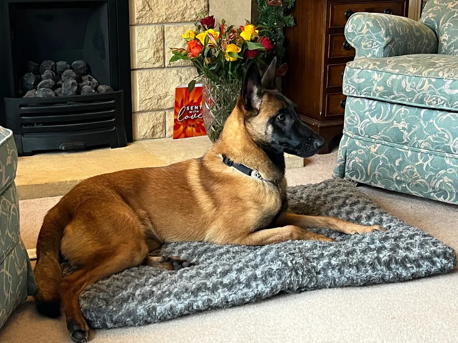 Mila, F litter puppy