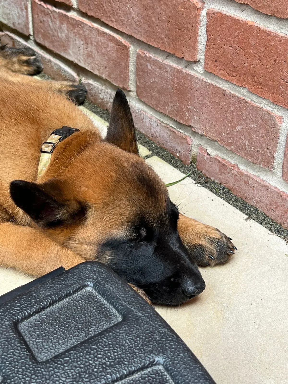 Mila, F litter puppy, photo 6