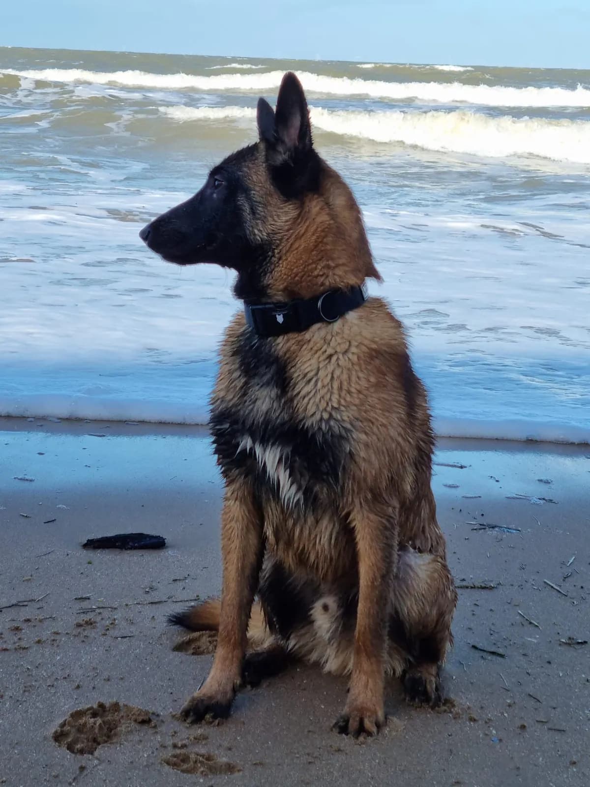 Cooper, F litter puppy