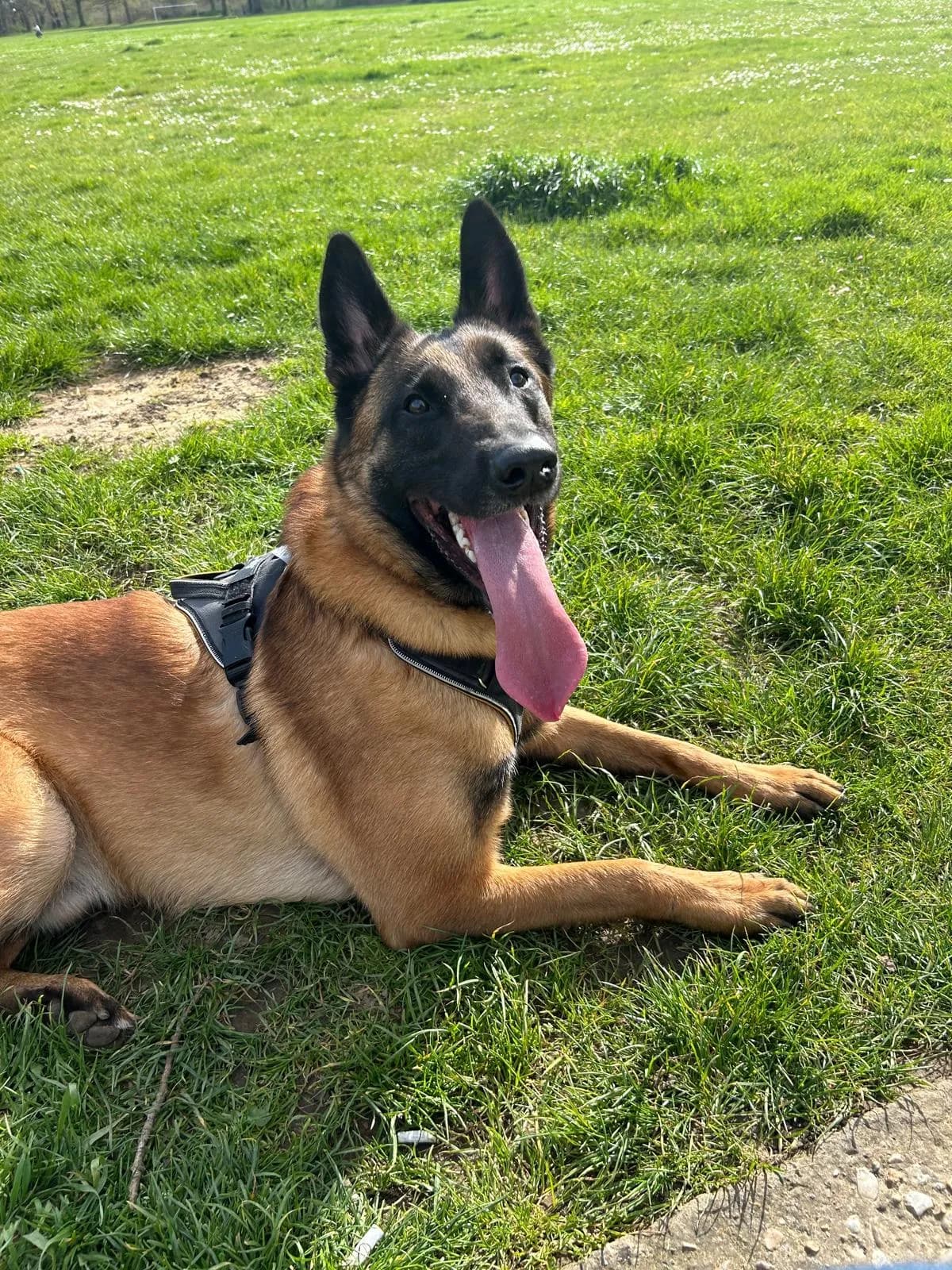 Cooper, F litter puppy, photo 2