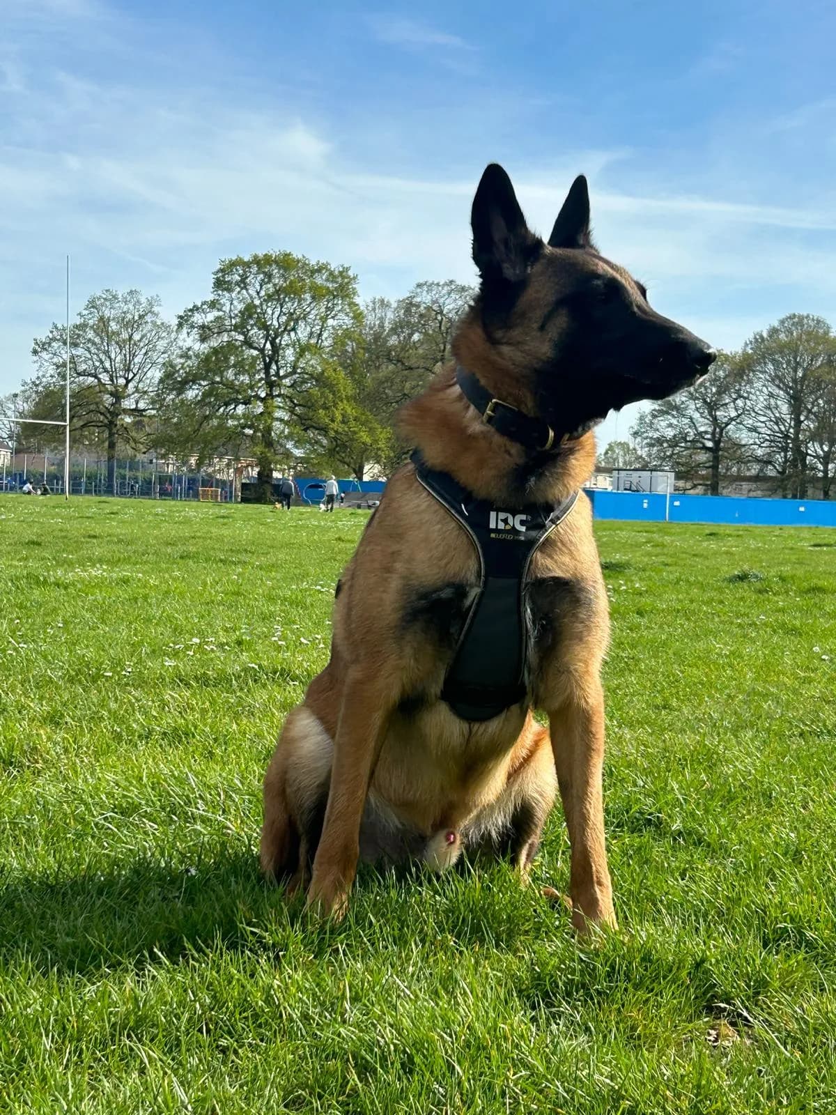 Cooper, F litter puppy, photo 5