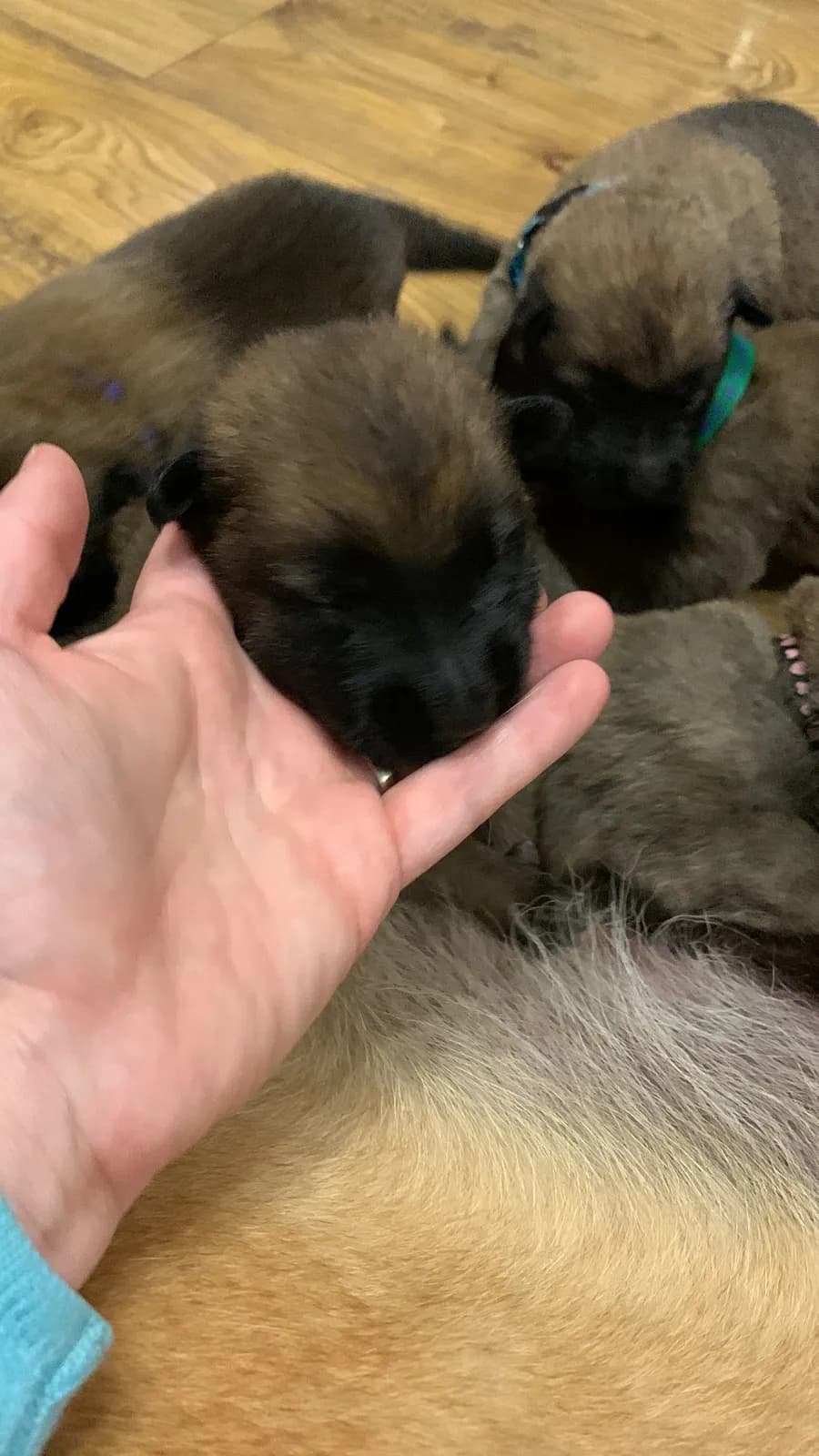 F litter, AnkerCanis
