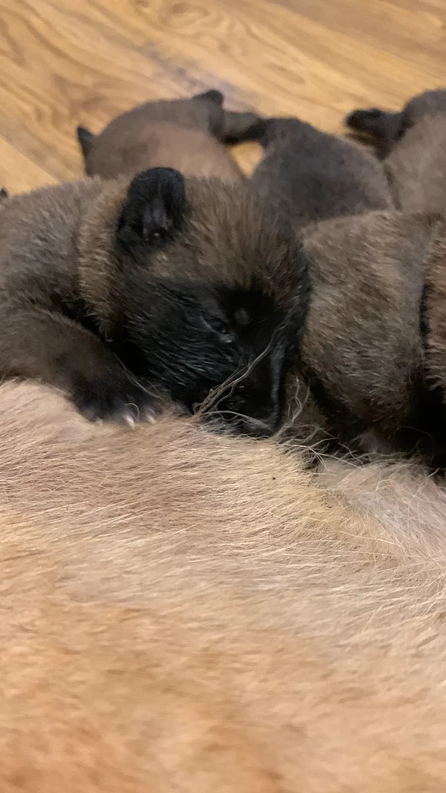 F litter, AnkerCanis, photo 2