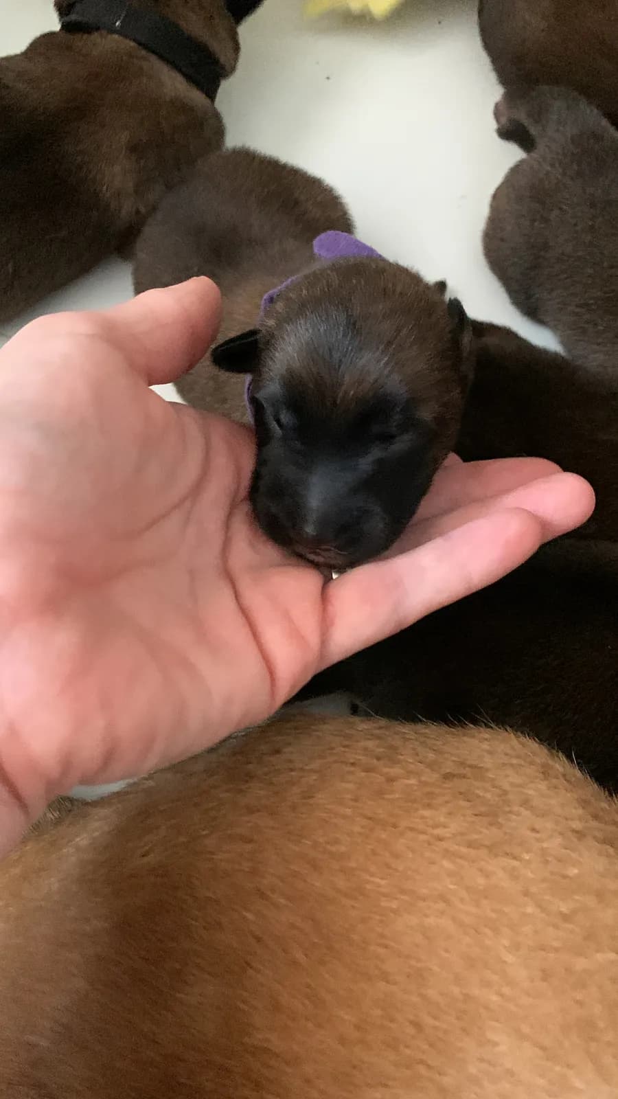 F litter, AnkerCanis, photo 3