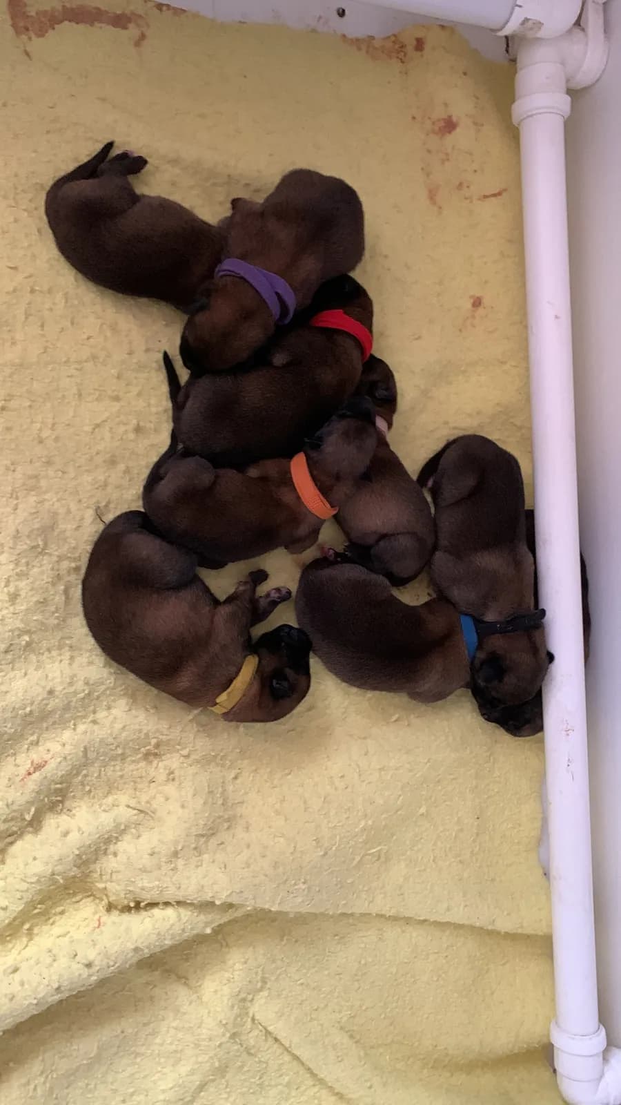 F litter, AnkerCanis, photo 4