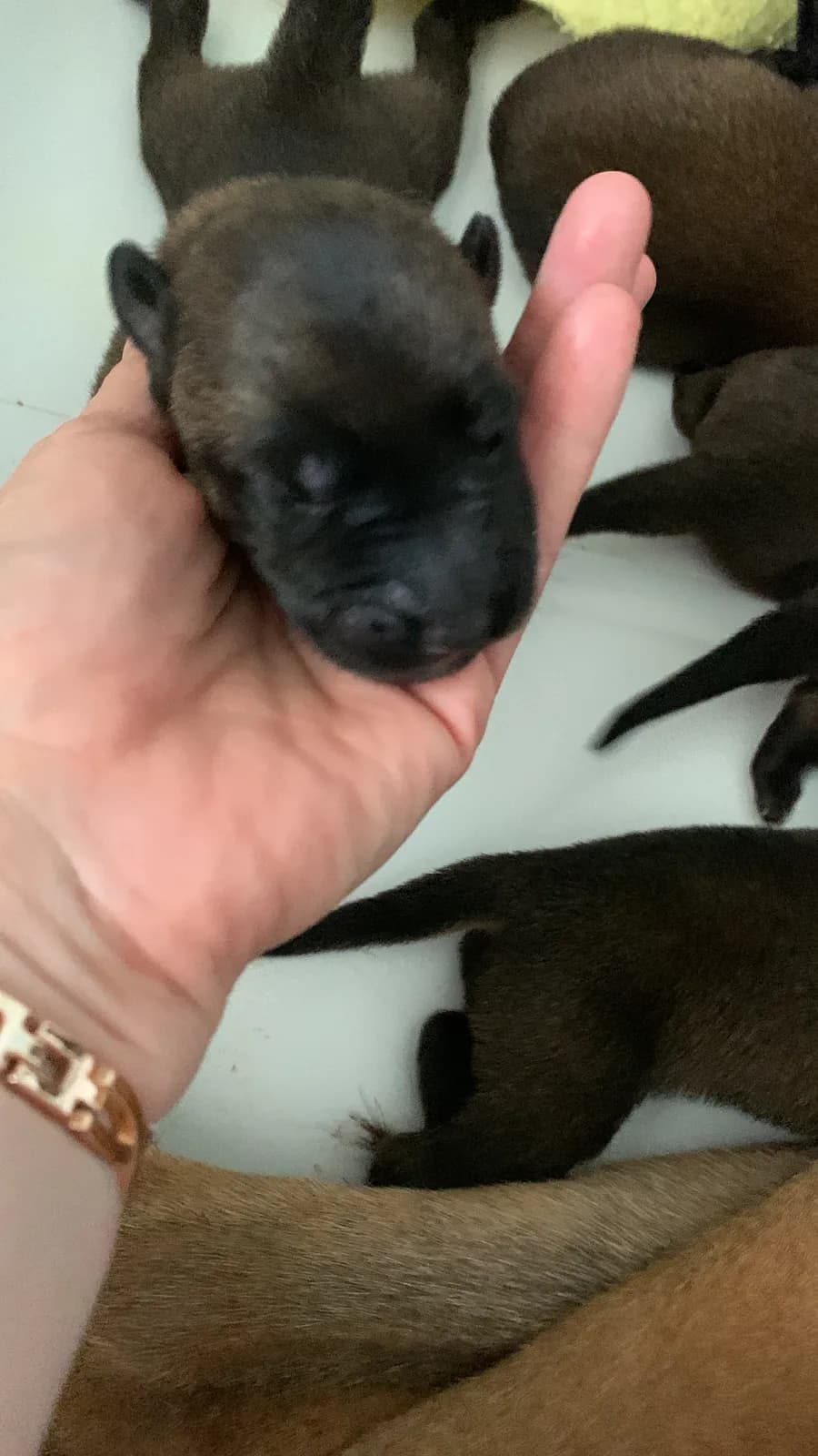 F litter, AnkerCanis, photo 6