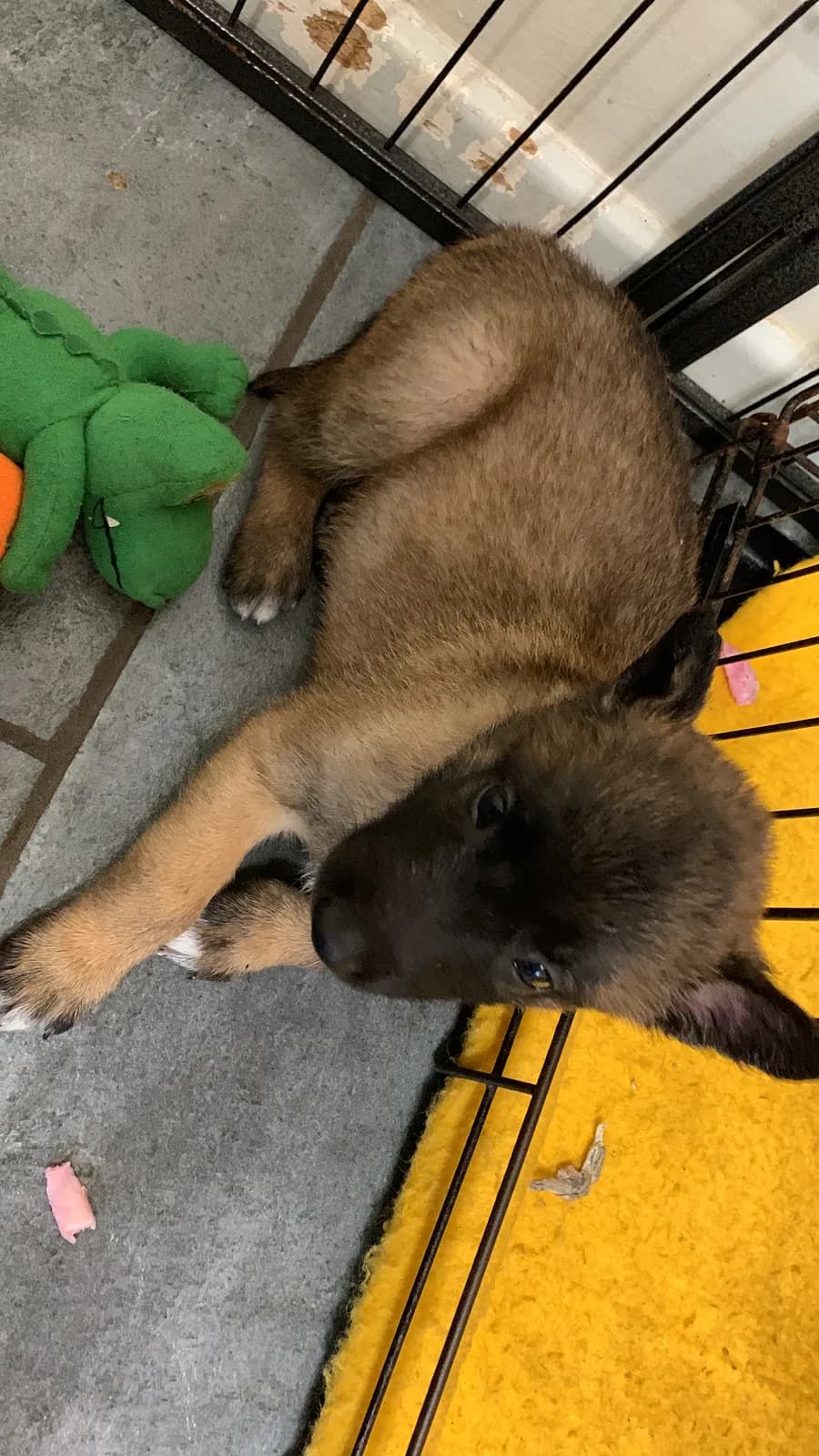 F litter, AnkerCanis, photo 8