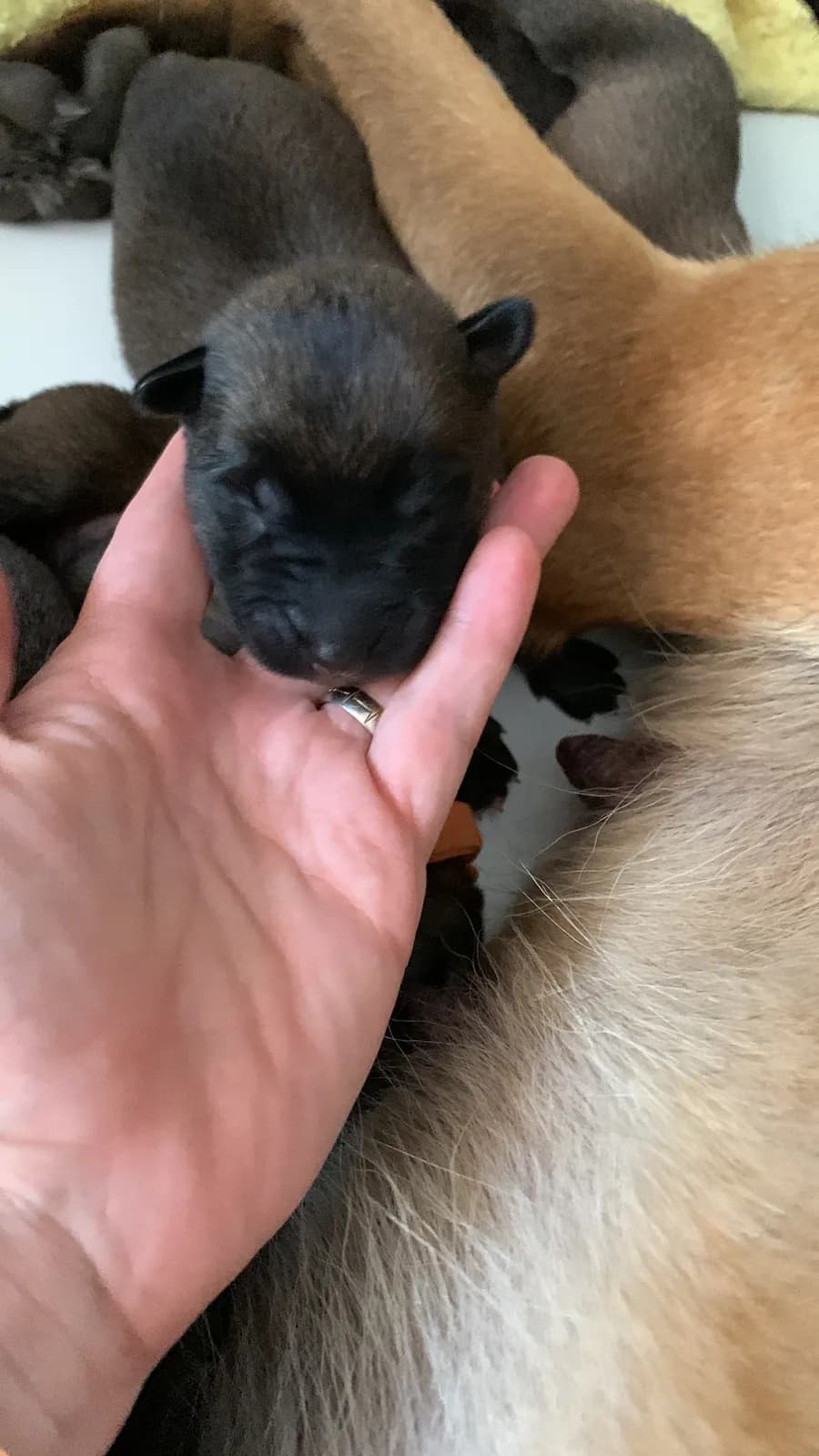 F litter, AnkerCanis, photo 9