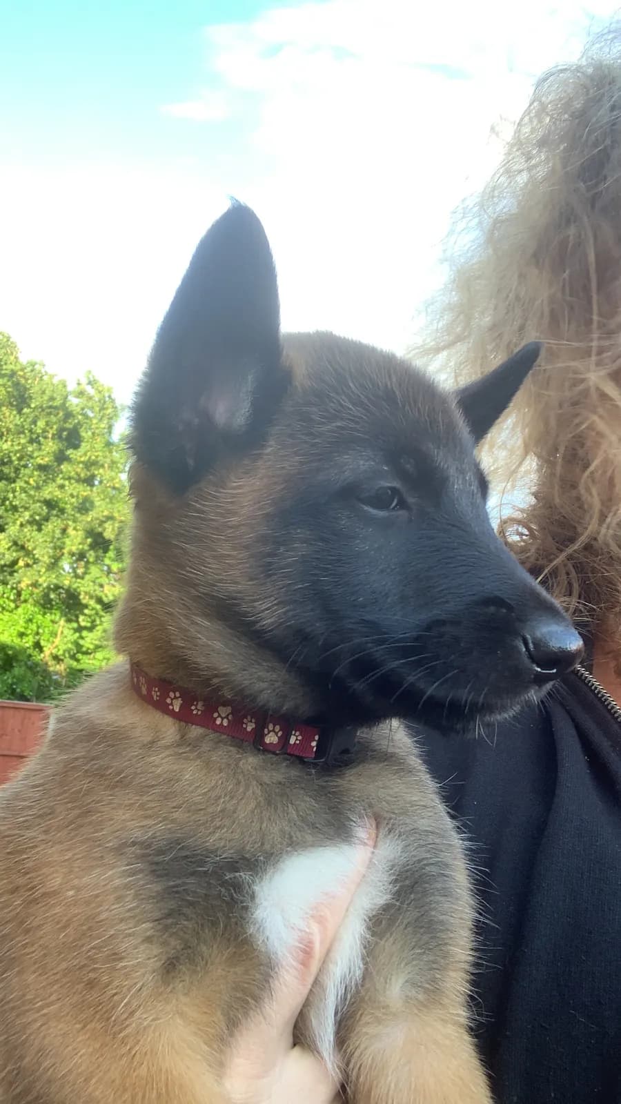 F litter, AnkerCanis, photo 10