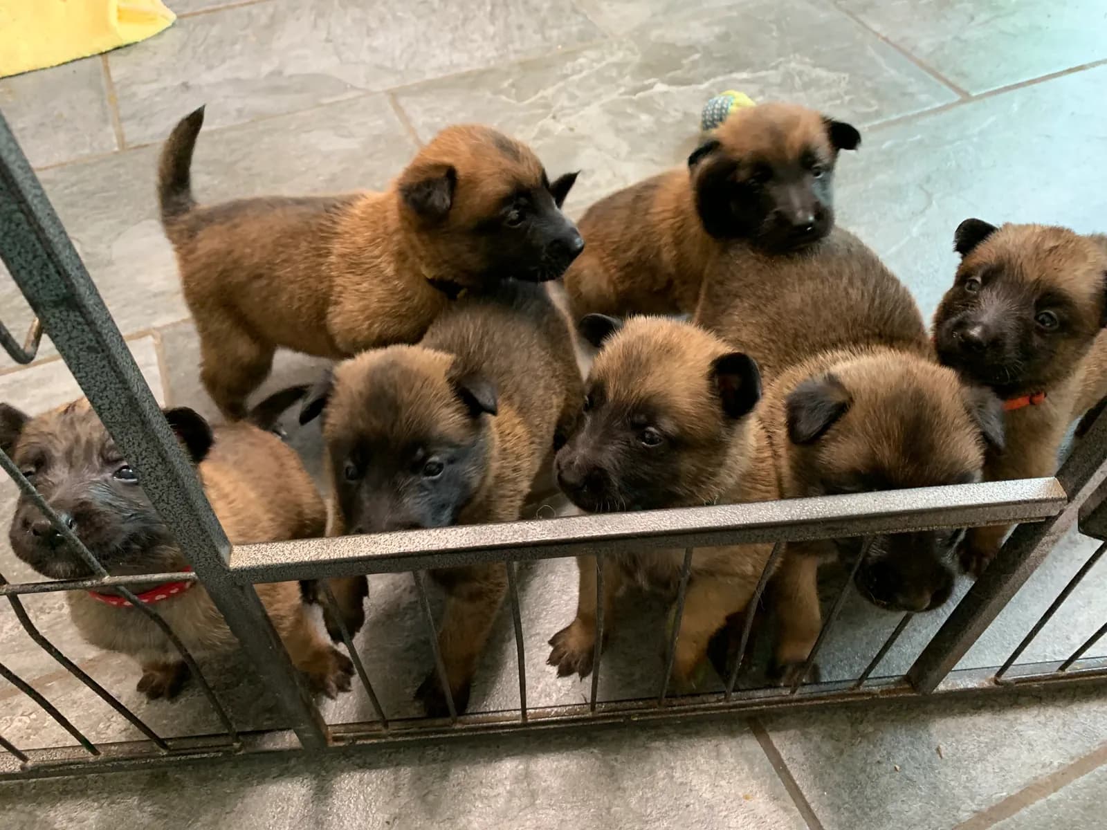 F litter, AnkerCanis, photo 11