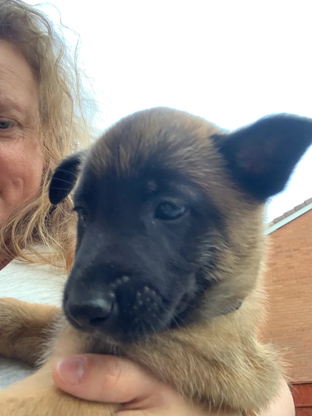 F litter, AnkerCanis, photo 12