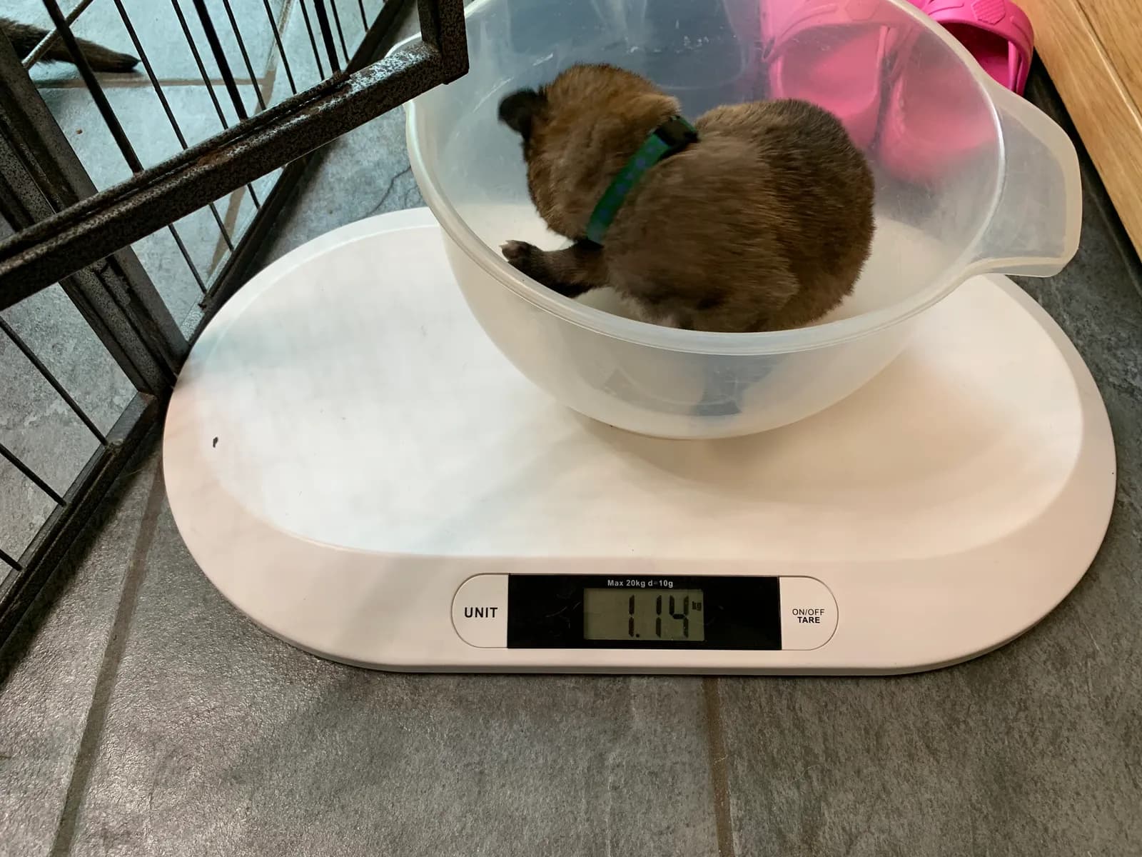 F litter, AnkerCanis, photo 15
