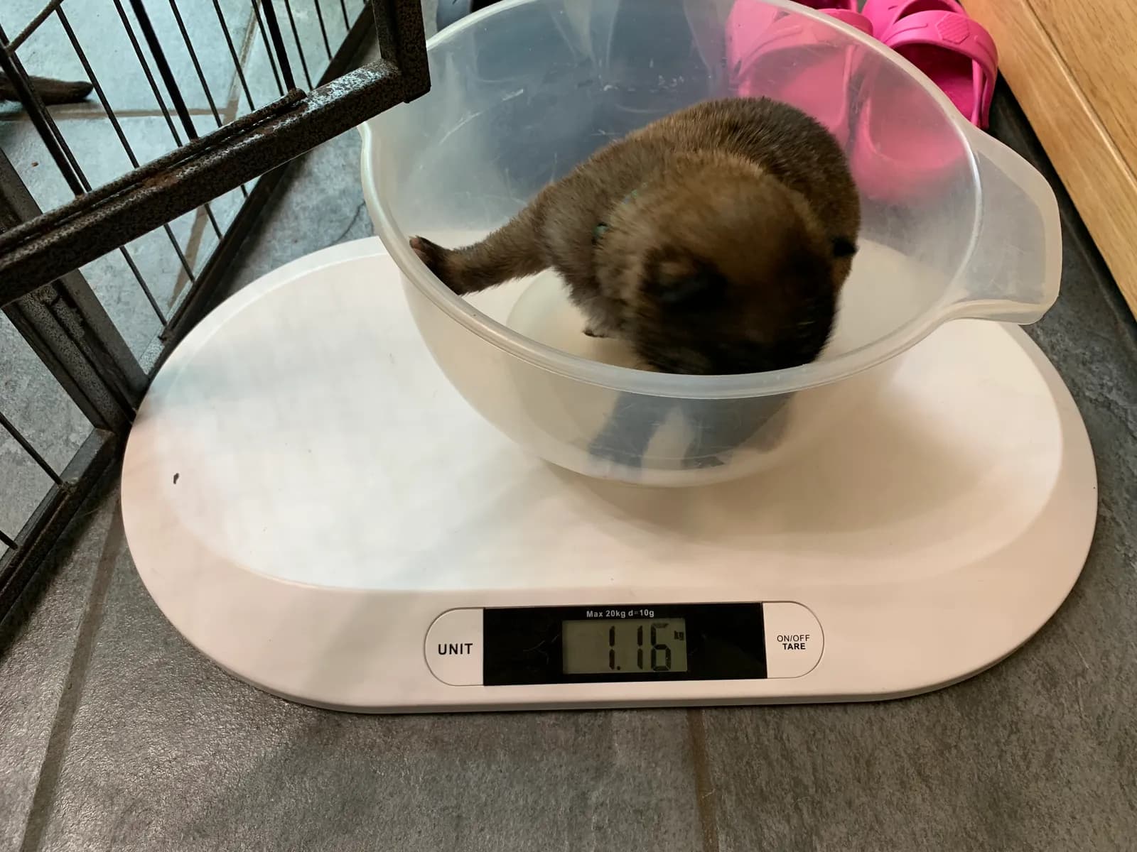 F litter, AnkerCanis, photo 16